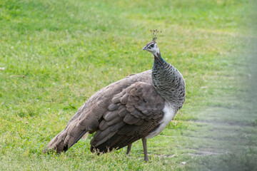 peacock in the grass