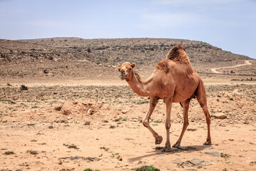 Wild camel in Oman