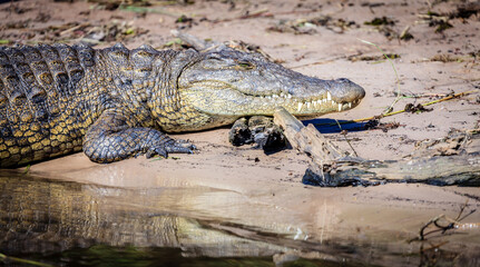 Nile Crocodile