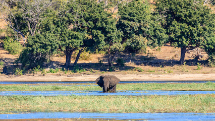 Elephant in the river