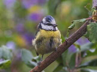 Eurasian blue tit on a branch with a colorful blurred background