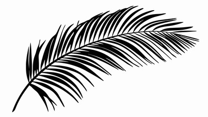 Fototapeta premium Shadow overlay from a palm tree branch isolated on a transparent background. Realistic shade from a tropical plant