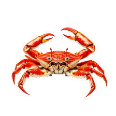 Vibrant Red Crab A Stunning Close-Up Photograph