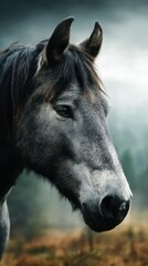 Obraz premium Majestic gray horse stands in a misty forest during early morning light with a calm demeanor and attentive expression
