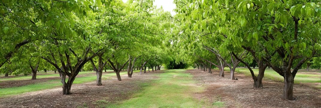 photo of lime orchard 
