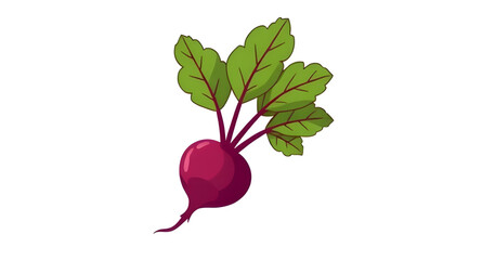  Radish raw vegetable, Radish botanical illustration, Radish minimal design, Radish stylized, Radish sliced, Radish whole, Radish isolated, Radish red root, Radish natural food, Radish edible plant, R