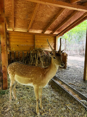 Young Deer with Antlers Standing in a Rustic Enclosure, With Hay and Wooden Structures, Reflecting...