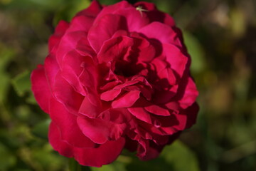young and small spider running on the pink valentine rose