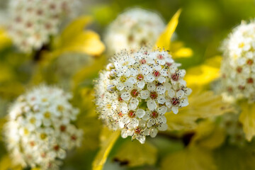Close-Up of Ninebark Flower Cluster Against Bright Yellow-Green Foliage in Bloom
