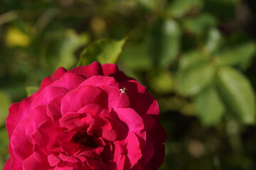 young and small spider running on the pink valentine rose
