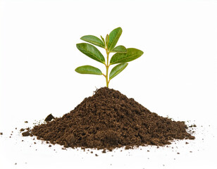 A small plant emerging from the ground, perfect for eco and agriculture concepts.	