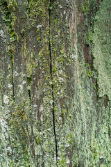 Abstract natural background of lichen covered tree bark