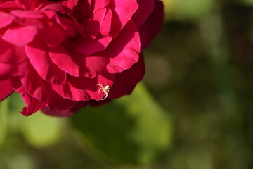 young and small spider running on the pink valentine rose
