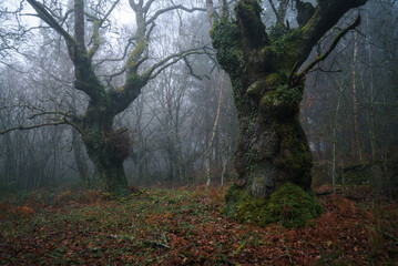 First light of day in a foggy chestnut forest