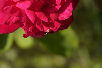 young and small spider running on the pink valentine rose