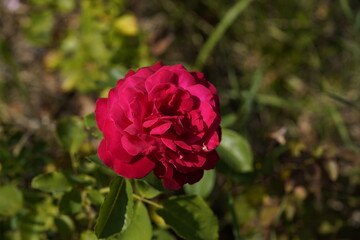 young and small spider running on the pink valentine rose
