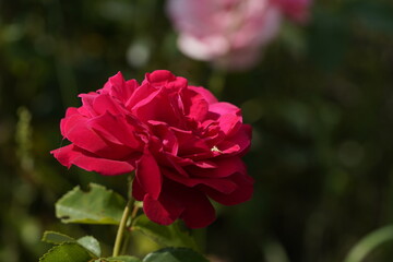 young and small spider running on the pink valentine rose