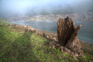 Natural sculpture formed by a mineralized tree trunk