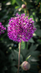 purple flower of a thistle