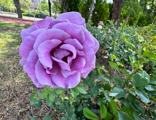 Close-up of purple rose. Rosa 'Mainzer Fastnacht' (Blue Moon), a hybrid tea rose known for its...