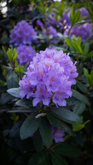 Rhododendron flower purple in the park