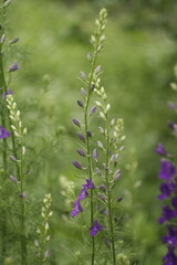 wild flowers in the field