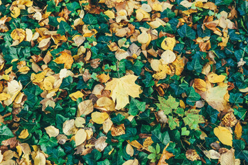 autumn leaves background over green carpet