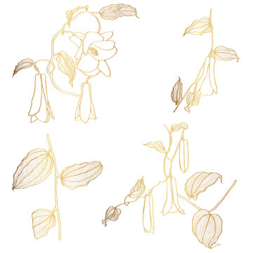 Lapageria. Vector illustration of golden line tropical Lapageria flowers with stem and leaves isolated on white background.