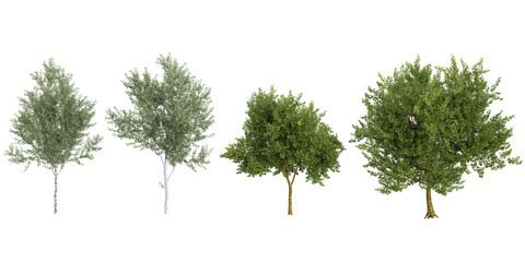 Set of Platanus,Populus trees on transparent background