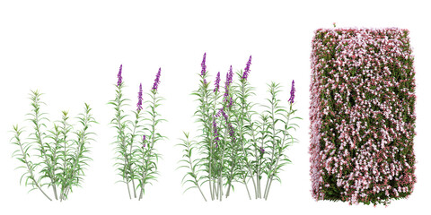 set of Purple loosestrife,Rock soapwort plants on transparent background