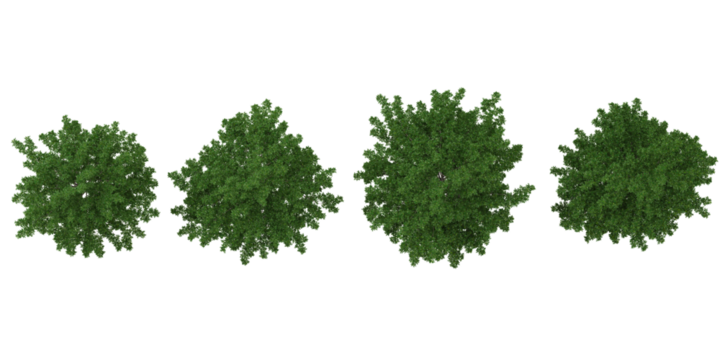 set of Quercus trees on transparent background from the top view