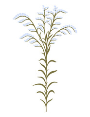 Wildflower illustration. Field plant. Vector.