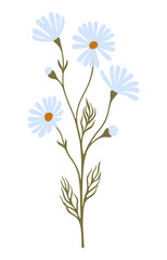 Daisy flower. Chamomile illustration. Vector.