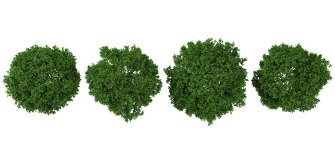 set of Robinia trees on transparent background from the top view