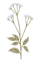 Wildflower illustration. Field plant. Vector.