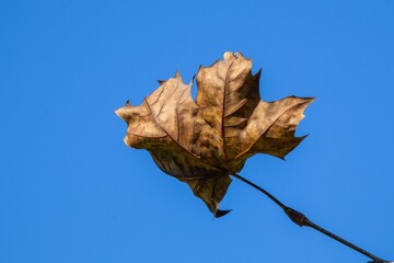 Dry Sycamore Leaf Against the Blue Sky