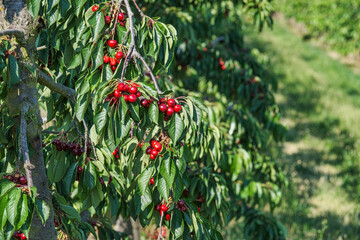 Close-up of ripe, juicy red cherries on the tree from the Rheingau