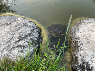 Sea turtle swimming at the lake.