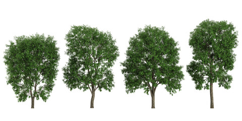 set of Robinia trees on transparent background