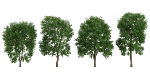 set of Robinia trees on transparent background