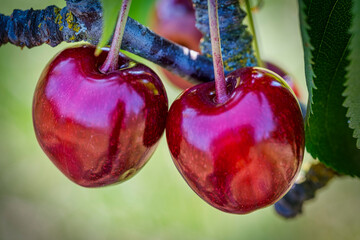 Close-up of ripe, juicy red cherries on the tree from the Rheingau
