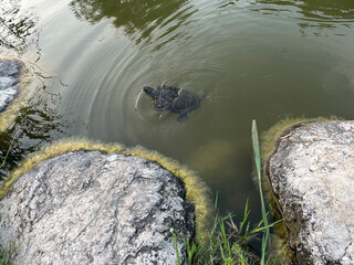 Sea turtle swimming at the lake.