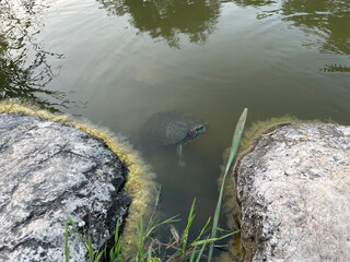 Sea turtle swimming at the lake.