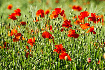 A field of red poppies in full bloom in the Rheingau