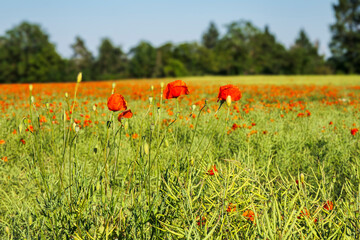 Three poppy blossoms against a blurred green background