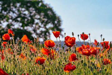 Red poppies blooming in backlight against a blurred background