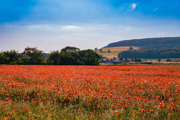 A field of red poppies in full bloom in the Rheingau