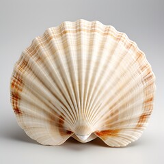 Detailed Seashell Portrait: Captivating Marine Life Specimen with Intricate Textures and Subtle Color Variations Against a Plain Backdrop.