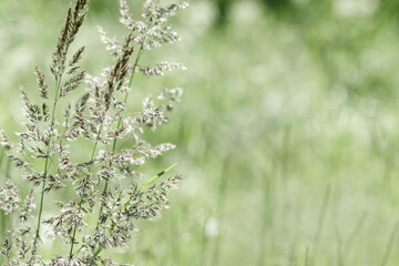 Delicate wild grass swaying in sunlit green meadow. Soft natural bokeh in background, tranquil and lightness nature scene. Texture of grass blades and seed heads creating dreamy, minimal aesthetic