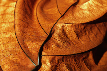 Autumn Dried leaf close up with natural veins pattern, brown leaf as nature background. Trend...